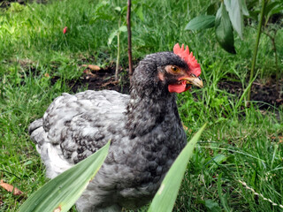 Close-up of a grey chicken with red comb standing on green grass in a garden. Natural outdoor scene with detailed plumage and vibrant summer background.
