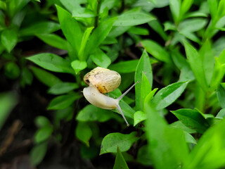Obraz premium Close-up of a snail crawling on fresh green leaves in a garden. Macro shot of nature showing detailed texture of snail shell and vibrant foliage. 