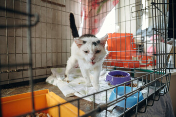 Tired sick cat is in the animal shelter, conception of healing, care