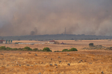 Sheep Grazing in a Dry Field as a Wildfire's Smoke Fills the Sky.