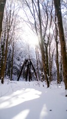 Snowy forest scene with sunlight filtering through trees