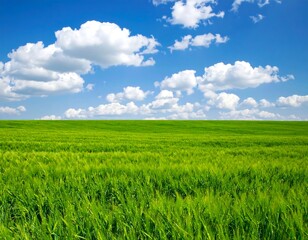 Wide expanse of vibrant green field under a partly cloudy blue sky