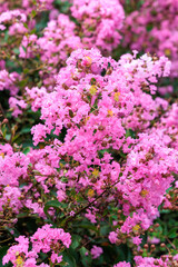 Beautiful and pure pink Crape Myrtle flowers blooming in a summer garden.