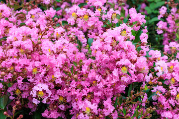 Beautiful and pure pink Crape Myrtle flowers blooming in a summer garden.