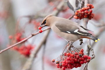 Bohemian waxwing
