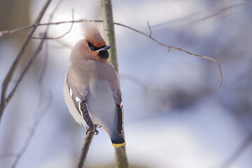Bohemian waxwing
