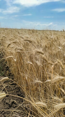 Harvest season with agricultural machine collecting ripe wheat on farmland