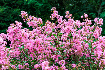 Obraz premium Beautiful and neat crape myrtle flowers blooming in a summer garden.