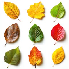 Fototapeta premium Collection of vibrant autumn leaves, isolated on white background. Autumn season concept.