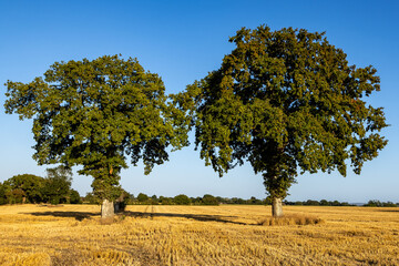 Trees surrounded by field stubble with a blue sky overhead