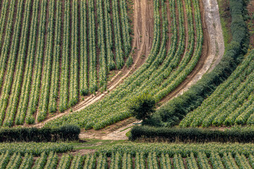A high angle view of rows of maize growing in the summer sunshine