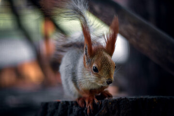 Curious red squirrel with fluffy ears sitting on tree stump in forest