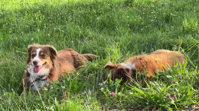 Two dogs are laying in the grass, one of which is wearing a collar