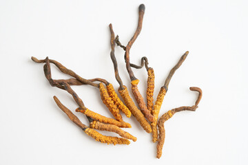 Cordyceps sinensis or Ophiocordyceps sinensis isolated on white background, mushroom herb treatment medicine.