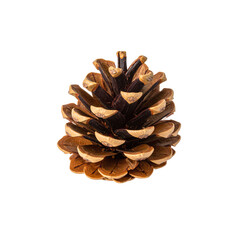 Separated pine nuts, symbolizing the beauty of nature, are isolated on a white background