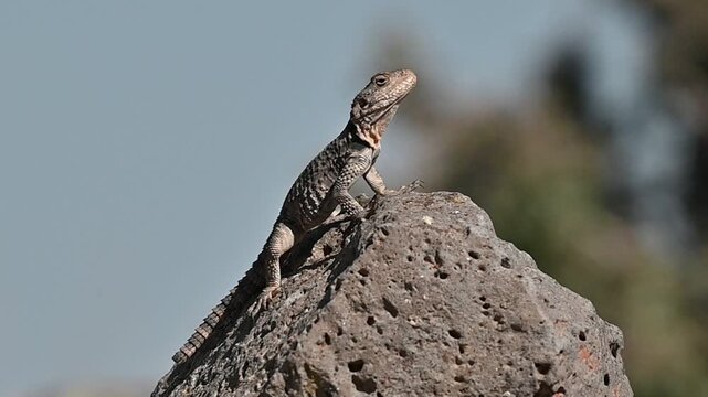 Stellagama (Stellagama stellio ), the Balkans, a lizard living in Turkey and the Middle East.It It is a species common in the southeastern region of Turkey.