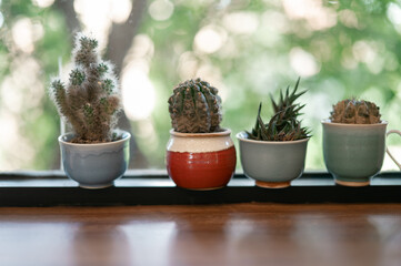 Potted cactus plant with leaves and flowers in a garden setting