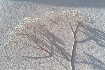 Delicate dried white flowers on a light beige textured surface, casting shadows