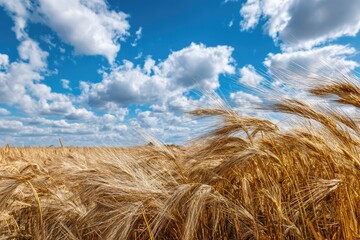 Golden wheat field under a partly cloudy sky (5)