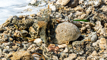 a closeup view of a beach surface shows a variety of natural debris including worn coral, pebbles, and small dark stones on light golden sand.