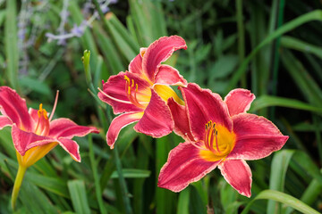 Beautiful delicate orange daylily flowers in the garden.