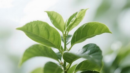 Obraz premium Close-up of vibrant green leaves on a young plant