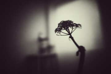 Silhouetted dried plant in dim light