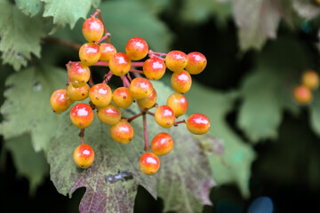 ​A ripe cluster of yellow-red viburnum berries against a blurred green leaf background. The bright fruits, blending in a gradient, give the image a lively and natural atmosphere.