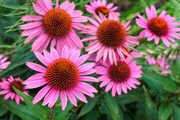 Beautiful pink echinacea flowers blooming in a garden in early summer.