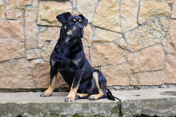 A dog sits in a calm and attentive pose on a stone surface, in front of a wall. The animal has...