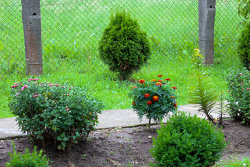 ​A flower bed with various plants and decorative bushes next to a metal fence. Small pink and orange chrysanthemums, along with a dwarf coniferous bush and green plants, adorn the garden, creating a c