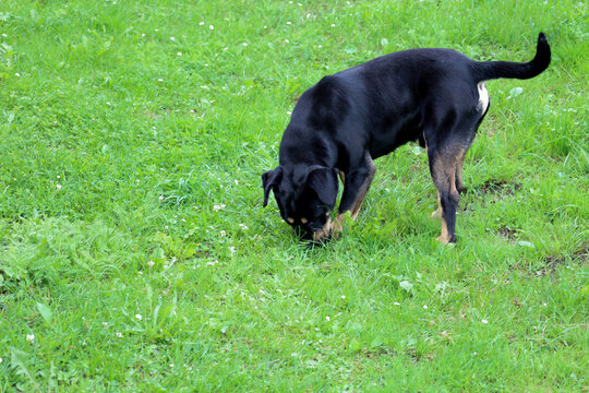 ​A Rottweiler-like dog with black fur and brown legs intently explores scents on a lush green lawn. Its bent posture and focused facial expression suggest an interest in something hidden within the gr - Powered by Adobe