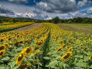 Vibrant sunflower fields in full bloom near Burgenland, Austria, captured on a summer day with dramatic clouds and blue sky. Endless rows of golden yellow blossoms create a stunning rural landscape