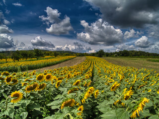 Vibrant sunflower fields in full bloom near Burgenland, Austria, captured on a summer day with dramatic clouds and blue sky. Endless rows of golden yellow blossoms create a stunning rural landscape