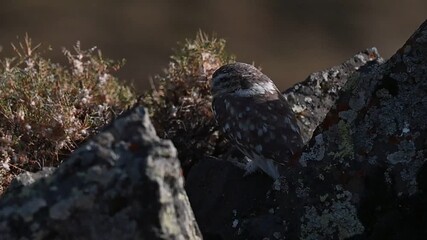 The Little Owl (Athene nocuta) usually hunts mice, small snakes and lizards.