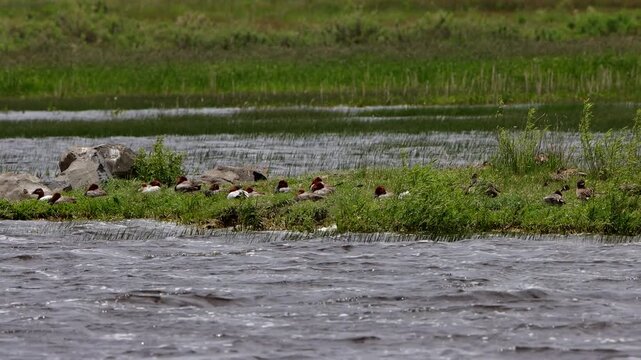 Canvasback ducks in the middle of a rushing river on a stormy day in summertime