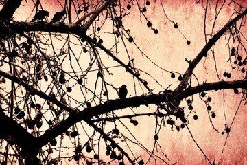 Silhouetted birds in a textured tree
