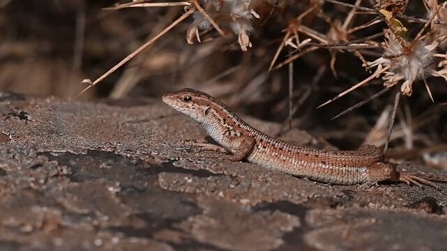 The snake-eyed lizard (Ophisops elegans) is a common species in Turkey. It feeds on small insects and has interesting hunting skills.