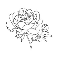 Line art of blooming peony flower in monochrome style, black and white, floral illustration for coloring book