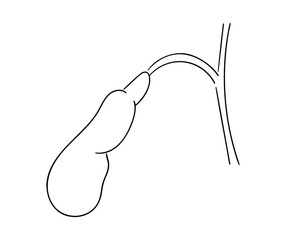 胆嚢の線画イラスト