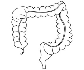 大腸の線画イラスト