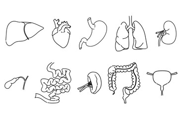 内臓の線画イラストセット