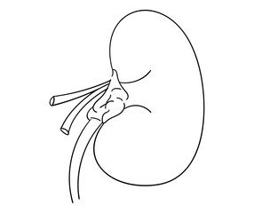 腎臓の線画イラスト