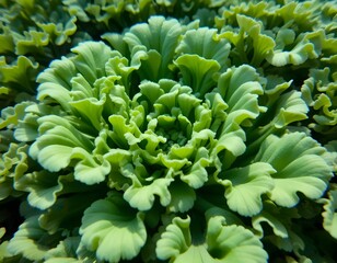 A close up shot of a vibrant green lettuce head with ruffled leaves in a garden setting outdoors