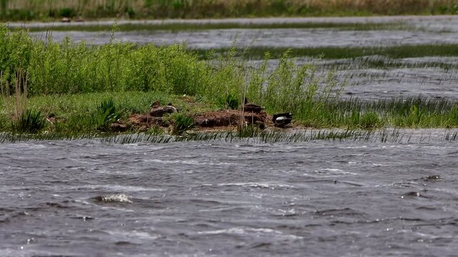 Canvasback ducks in the middle of a rushing river on a stormy day in summertime