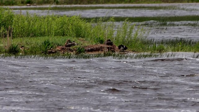 Canvasback ducks in the middle of a rushing river on a stormy day in summertime