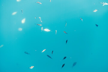 水面から見るロクセンスズメダイ,
英名学名科目：Scissortail sergeant, Abudefduf...