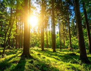 Obraz premium Sunlit forest scene