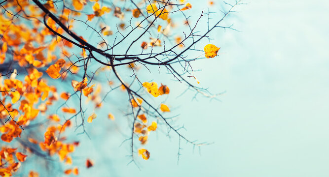 Orange autumn leaves on the branches against the background of the turquoise sky. Very shallow focus. Colorful foliage in the autumn forest. Excellent background on autumn theme.