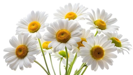 Fototapeta premium White daisies with yellow centers